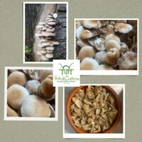 Descubre el Otoño en Eco Camping Contreras: Las Setas de Chopo, un Tesoro Natural